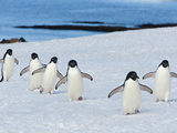 A Line of Adelie Penguins in the Snow