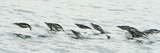 Chinstrap Penguins Swim in the Surf