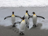 King Penguins Walking from the Surf after Feeding