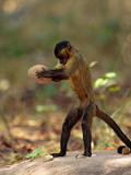 Brown Capuchin (Cebus Apella) Stabilizes Itself with its Prehensile Tail  Cerrado  Brazil