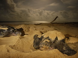 Female Leatherback Turtles Nest under Moonlight on Matura Beach