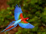 Red and Green Macaw (Ara Chloroptera) Flying  Mato Grosso Do Sul  Brazil