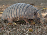 Seven-Banded Armadillo  Dasypus Septemcinctus