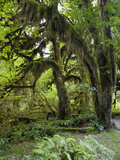 Bigleaf Maple (Acer Macrophyllum)  Sitka Spruce (Picea Sitchensis)  Olympic National Park