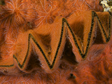 Close Up of the Edge and Mantle of a Zig Zag Oyster