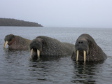 Atlantic Walruses Partially Submerged in Chilly Arctic Waters