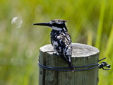 Pied Kingfisher  Ceryle Rudis  Perched on a Post