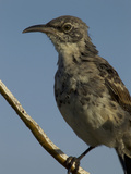 A Portrait of a EspanÅ¬Éola Mockingbird  Nesomimus Macdonaldi