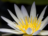 Close Up of a Water Lily Flower