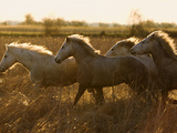 Camargue Horse (Equus Caballus) Group Running at Sunset  Camargue  France