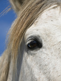 Camargue Horse (Equus Caballus) Eye  Camargue  France