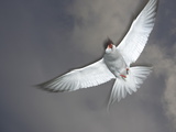 An Arctic Tern in Flight