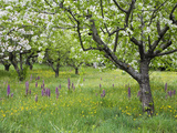 Orchard with Flowering Orchids and Wildflowers  Provence  Southern France