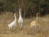 Whooping Crane Parents with Twin Chicks in Wintering Grounds