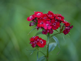 Red Flowers Bloom in a Home Garden in Cross Lake Minnesota