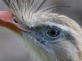 Close Up of a Red-Legged Seriema or Crested Cariama  Cariama Cristata