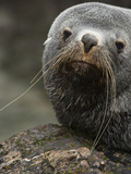 Close Up of a Southern Fur Seal