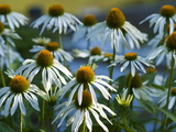 Cluster of White Coneflowers
