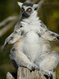 Portrait of an Endangered Ring-Tailed Lemur