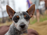 A Pet Dog at a Yosemite Campground