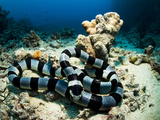 A Banded Sea Snake  Laticauda Colubrina  Sleeps on the Ocean Floor