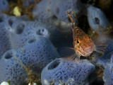 Pixie Hawkfish  Cirrhitichthys Oxycephalus  on a Blue Sponge