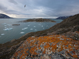 An Arctic Tern in Flight Above Liefdefjorden