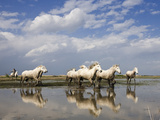 Camargue Horse (Equus Caballus) Group Running in Water  Camargue  France