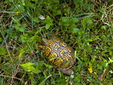 Eastern Box Turtle Crawling Through Vegetation