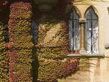 Windows and Wall Covered with Boston Ivy  Parthenocissus Tricuspidata