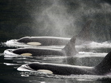 Three Killer Whales Swim in a Row at the Surface of the Water