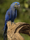 Hyacinth Macaw (Anodorhynchus Hyacinthinus)  Cerrado Habitat  Brazil