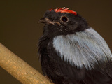 Portrait of a Blue-Backed Manakin Bird  Chiroxiphia Pareola