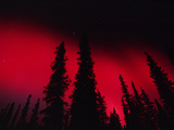 Red Aurora Borealis over Boreal Forest  Alaska