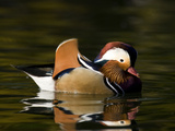 A Male Mandarin Duck  Aix Galericulata  Swimming