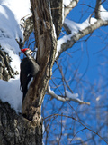 Pileated Woodpecker  Dryocopus Pileatus  on a Snowy Tree Branch