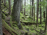 Coniferous Forest  Inside Passage  Southeast Alaska