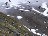 Blurred Motion of Little Auks in Flight