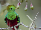 Close Up of a Resplendent Quetzal  Pharomachrus Mocinno  in a Tree