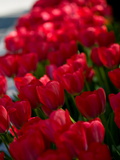 A Bed of Red Tulips