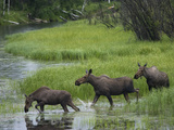 Moose (Alces Americanus) Trio Crossing River  Alaska