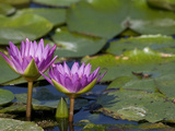 Tropical Water Lilies  Nymphaea Species  Growing in a Thermal Pond