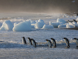 King Penguins Walking into the Surf to Feed