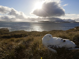 A Wandering Albatross Sleeping