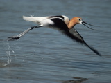 An American Avocet  Recurvirostra Americana  in Flight