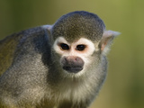 South American Squirrel Monkey (Saimiri Sciureus)  Native to South America