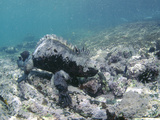 Marine Iguana  Amblyrthynchus Cristatus  Feeding on Algae Underwater