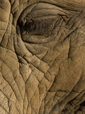 Close Up of the Eye of an African Elephant  Loxodonta Africana