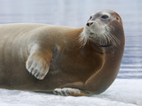 A Bearded Seal Resting on Sea Ice
