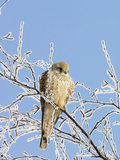 Eurasian Kestrel (Falco Tinnunculus) Female in Winter  Germany